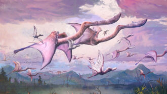 illustration of flamingo-like flying dinosaurs, with two in the foreground and several in the background
