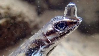 an underwater lizard with a bubble at the end of it's snout