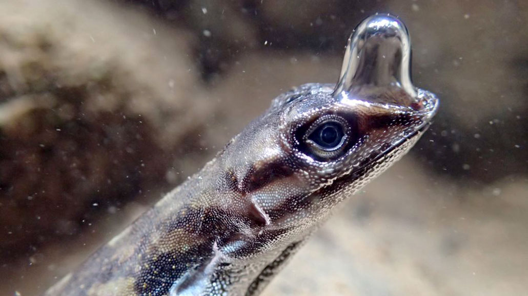 an underwater lizard with a bubble at the end of it's snout