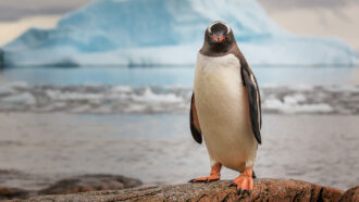 a gentoo penguin stands on a rock