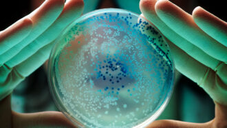 hands holding up a petri plate with bacteria growing on it