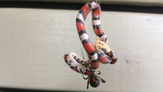 a scarlet snake caught in a black widow web