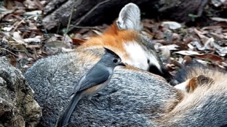 titmouse bird plucking fur from a fox
