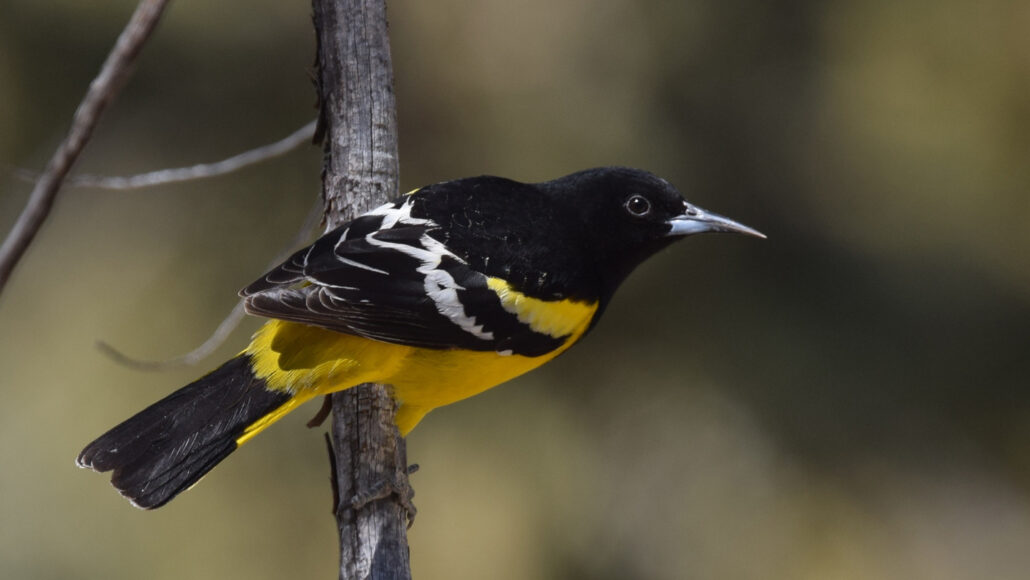 A Scott's oriole, with black neck and head, black-and-white wings and yellow underbelly, perched on a branch