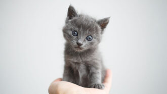 a photo of a hand holding a grey kitten against a grey backdrop
