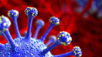 an illustration of a coronavirus