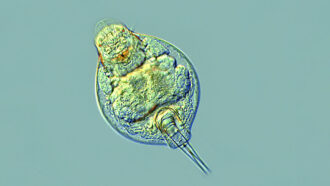 a microscopic image of a bulb shaped rotifer against a sea green background