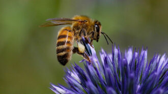 A honeybee perches on a flower