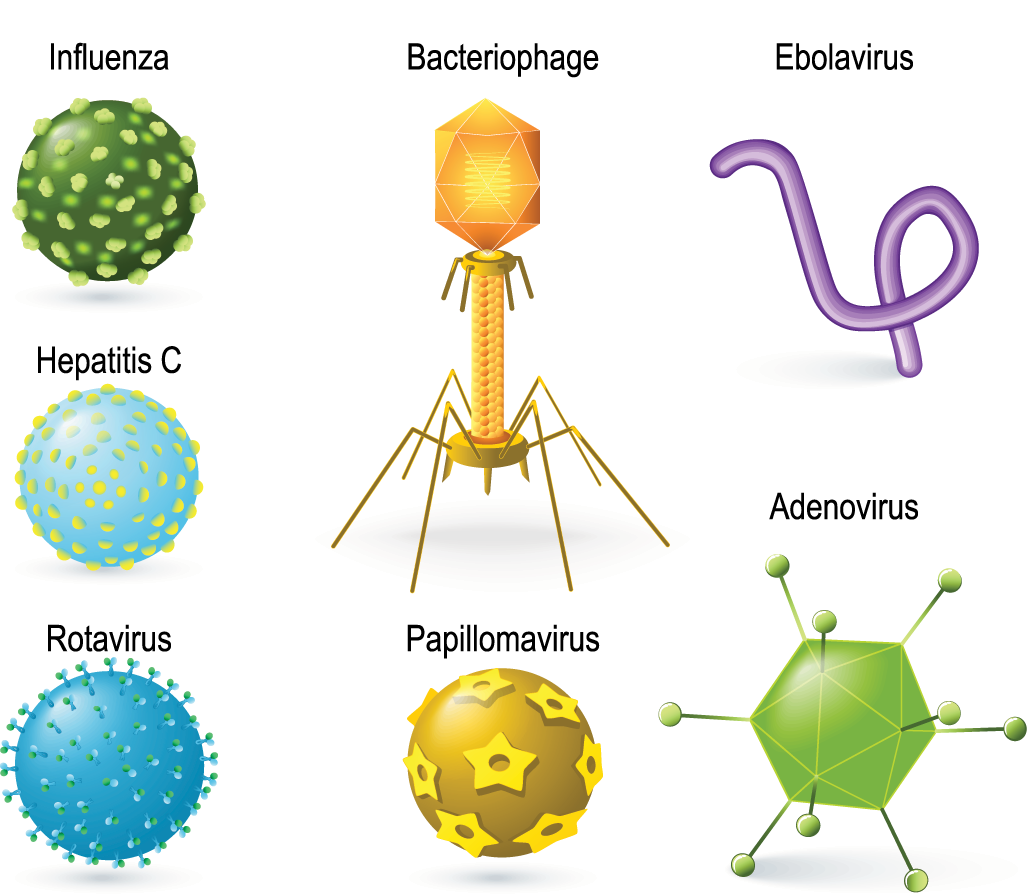 Какие есть вирусы. Вирусы Геометрическая форма. Разные модели вирусов. Types of viruses.