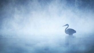 a great blue heron stands in morning mist