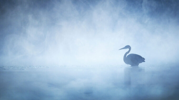 a great blue heron stands in morning mist