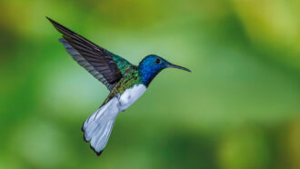 A hummingbird with bright green and blue feathers flits through the air