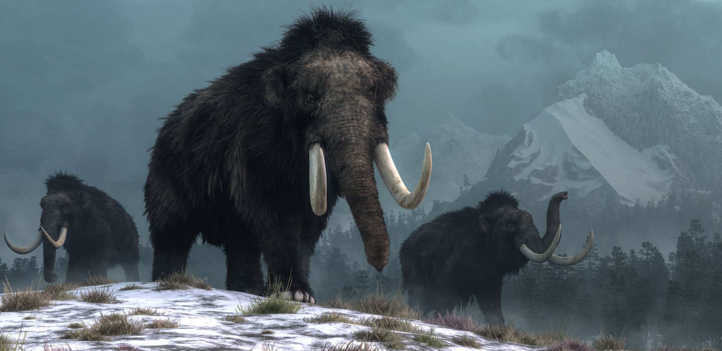 woolly mammoth illustration