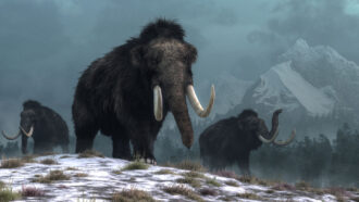 woolly mammoth illustration