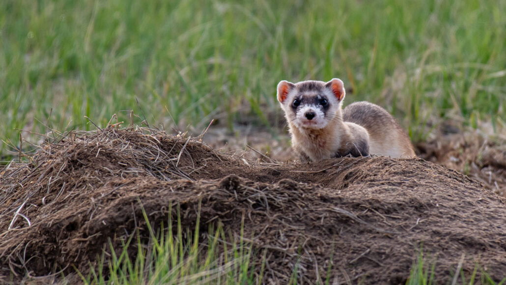 a black-footed ferret in tall grass