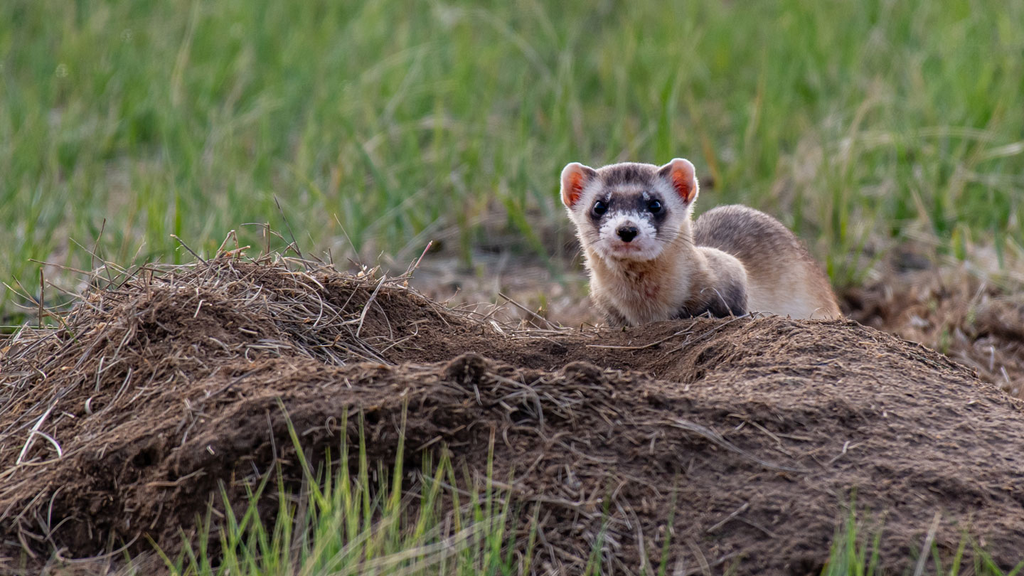 Cloning boosts endangered blackfooted ferrets