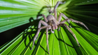 a greyish brown tiger wandering spider perches on a leaf