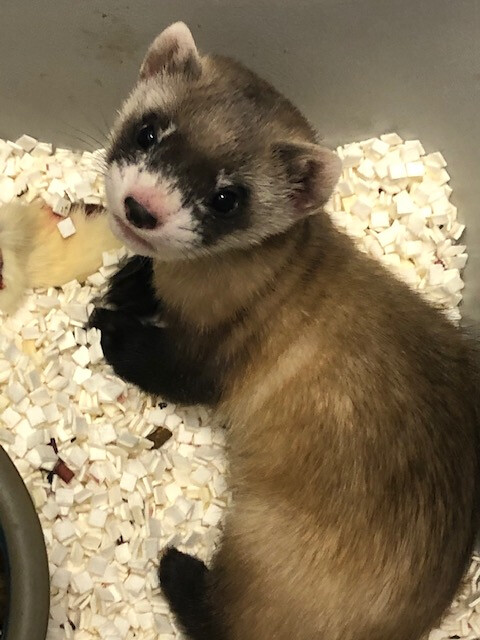 a black-footed ferret named Elizabeth Ann is curled up in a cage