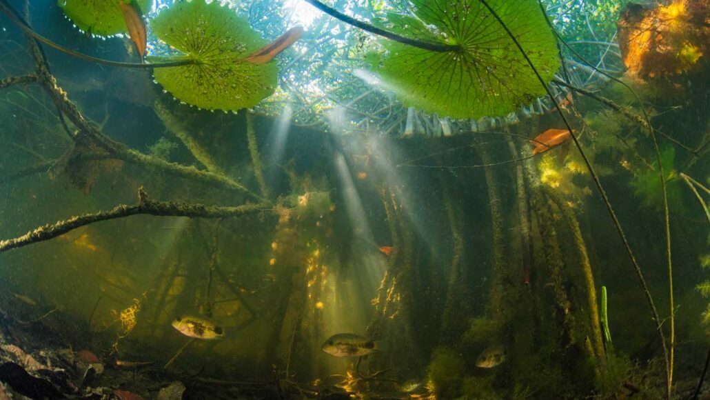 Fish swimming around roots of red mangrove forest