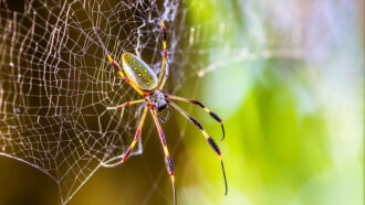 a golden orb weaver spider on a web