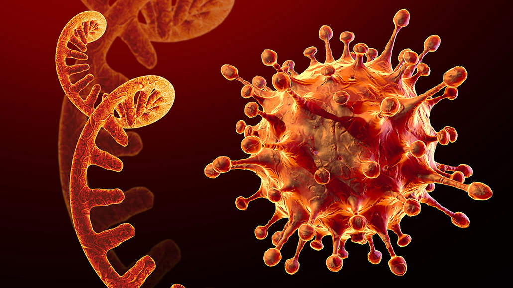 an illustration of a coronavirus and a single strand of RNA