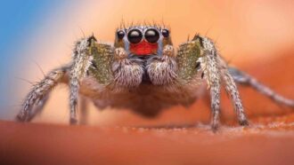 close-up of a jumping spider, with hairy legs, a hairy body, and four eyes