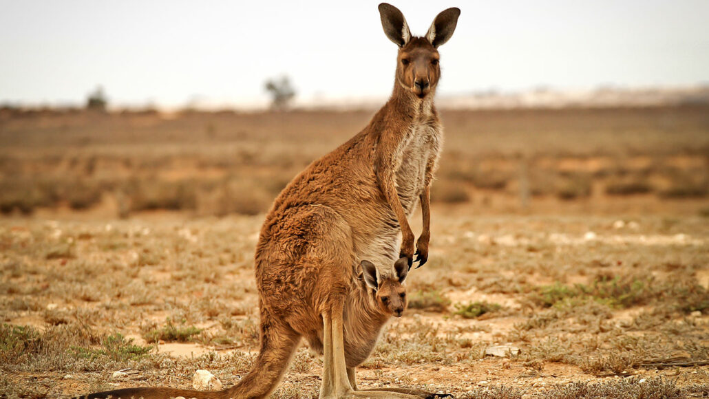 a mother kangaroo stands in a grassland with a baby kangaroo poking its head out of her pouch