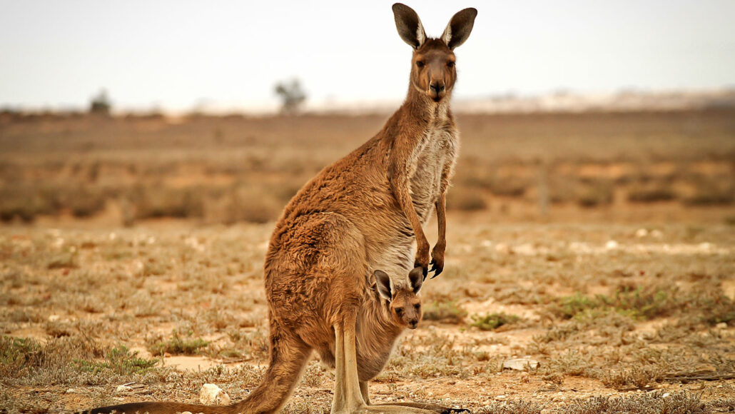 Marsupials Mammals Examples
