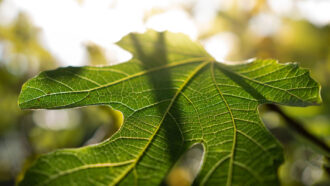 close-up of an oak leaf with visible leaf veins bathed in sunlight