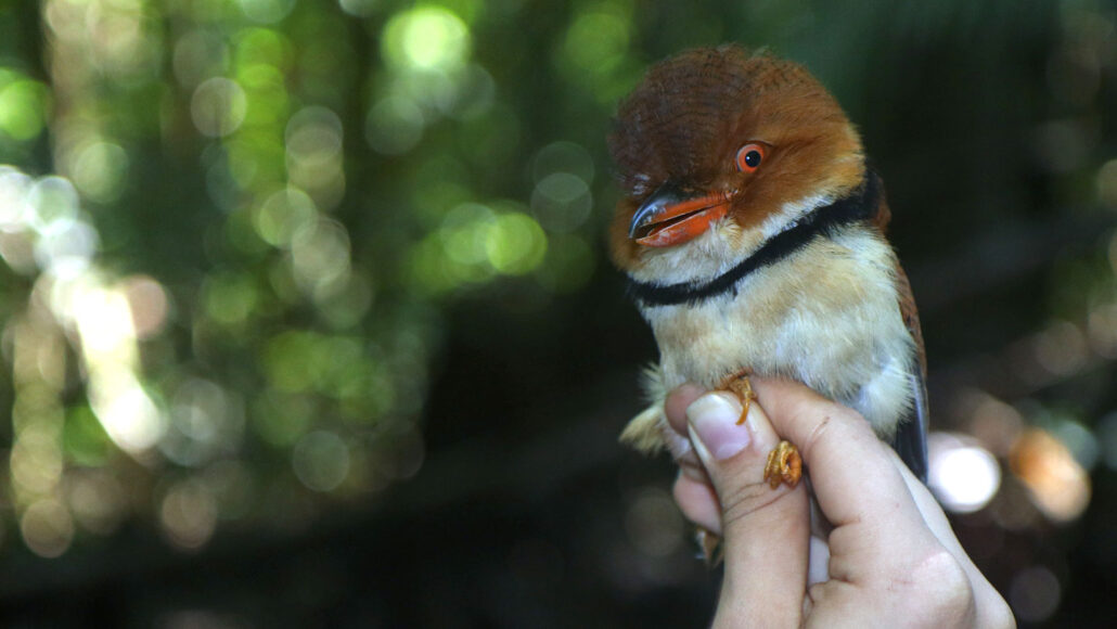 a collared puffbird perched on a human hand