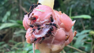 a photo of a clump of rotting raw chicken hanging in the air with several bees snacking on it