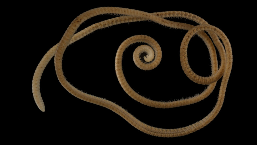 a long, skinny millipede curled around a few times