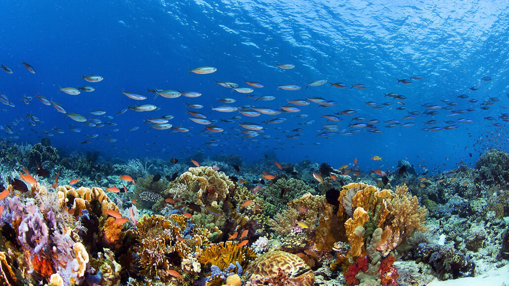 an underwater photo of a thriving colorful coral reef. many fish are swimming overhead