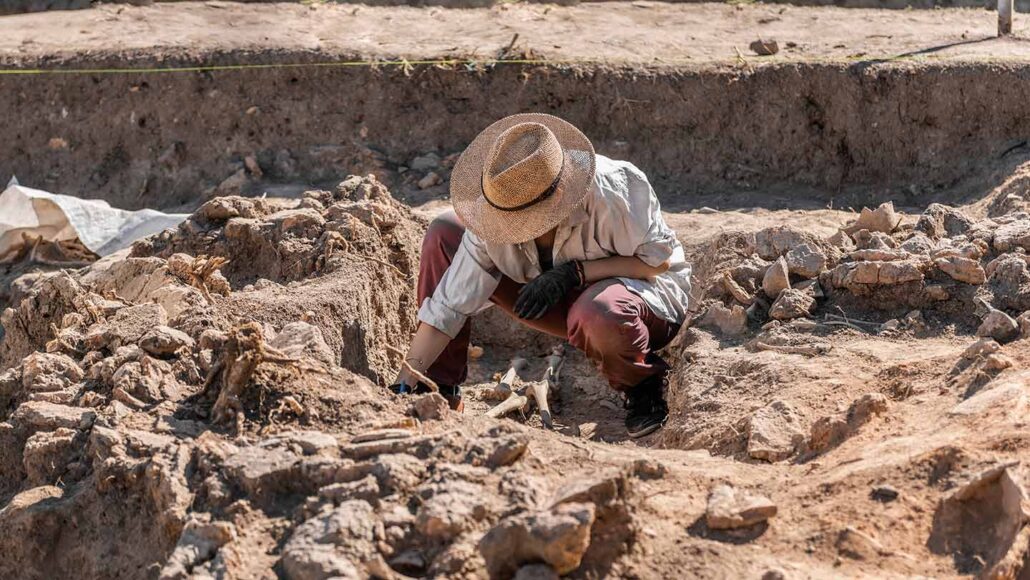 an anthropologist in the field bends over a skeleton being excavated from the ground
