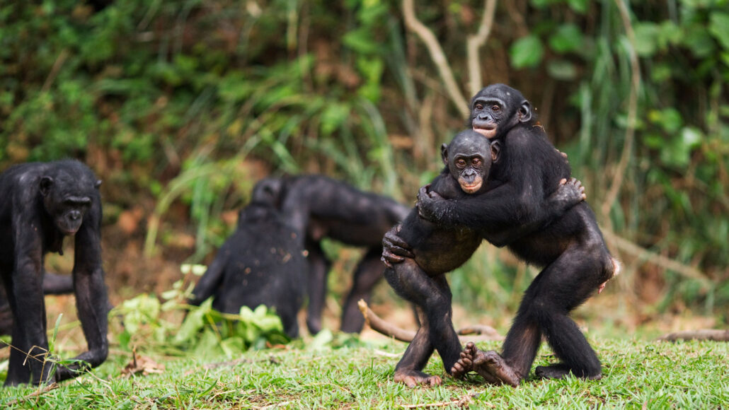 two bonobos hug each other while other bonobos wander in the background in a forested area