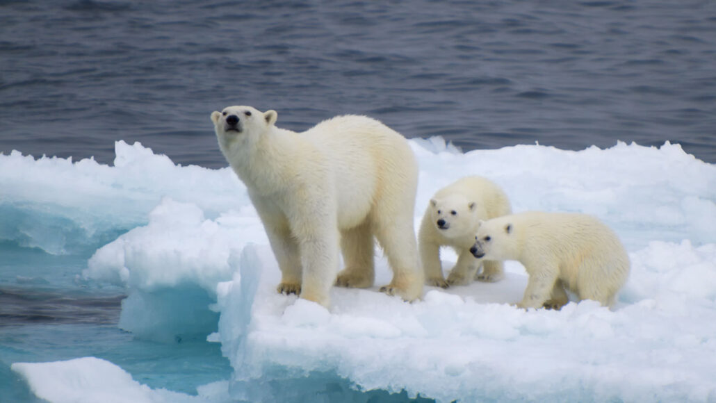 a grown polar bear and two polar bear cubs stand on a chunk of ice surrounded by water