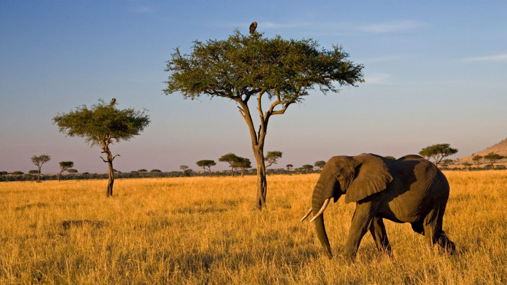 an African savanna elephant crosses a savanna-- a rolling grassland with a few scattered trees in the background, with a bird in the nearest tree