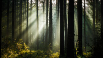 a photo of light beaming into a forest with verdant undergrowth