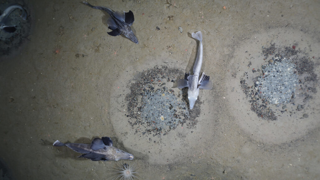 image of three Jonah’s icefish around two circular nests