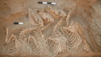 fossilized skeletons of four kungas lying side by side
