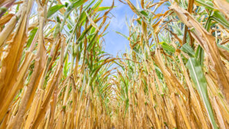 a field of dry corn stalks