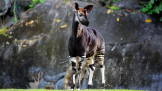 an okapi stands on a field of grass with a large rock formation in the background