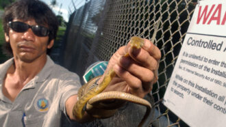U.S. Department of Agriculture (USDA) wildlife specialist Jess Guerrero holds a brown tree snake captured in Guam