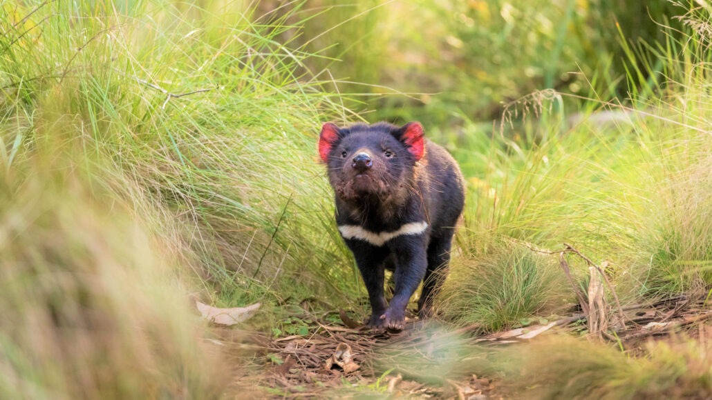 Island Conservation Potential Tasmanian Tiger Sightings Raise Eyebrows -  Island Conservation