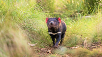 a Tasmanian devil trots through tall grass in Australia