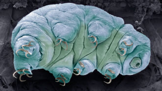 a scanning electron microscope image of a tardigrade