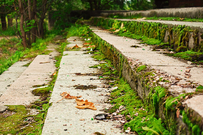 a photo of moss growing on stairs