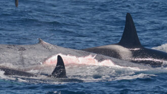 photo of orcas stripping the flesh off a blue whale calf’s flank