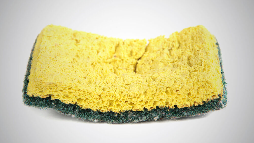 Kitchen sponges are bacteria's dream home