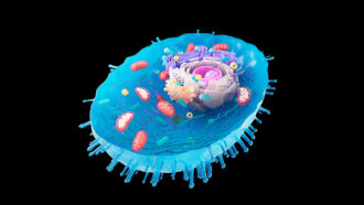 an illustration of a eukaryotic cell with internal compartments of different shapes and sizes to represent organelles
